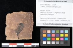 Foto (Objekt + Etikett) von Quercus palaeoilex Ettingshausen (NHMW-GEO-2024-0188-0802)